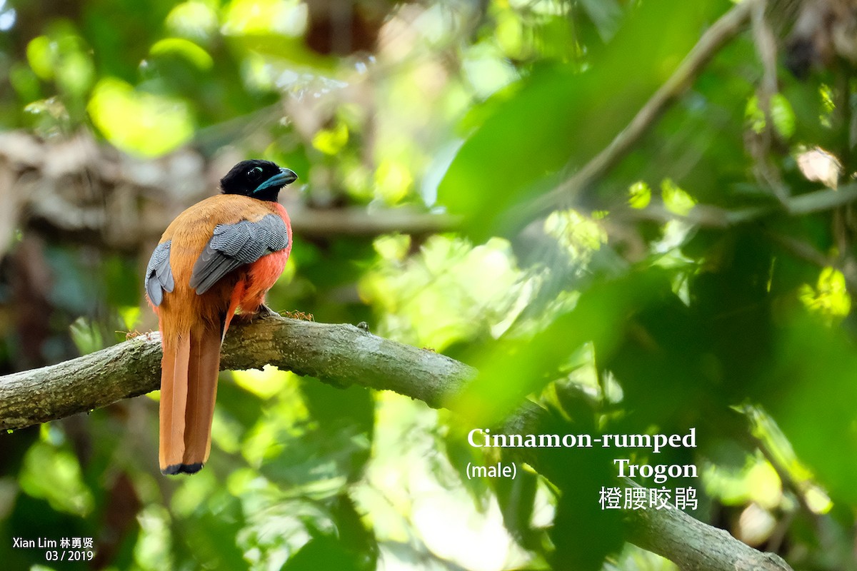 Cinnamon-rumped Trogon - Lim Ying Hien