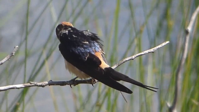 Red-rumped Swallow - ML229212411