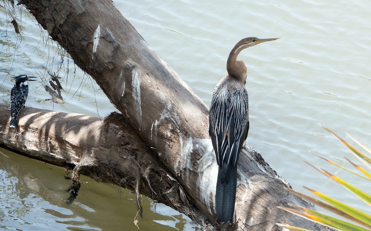 Anhinga d'Afrique - ML229212541