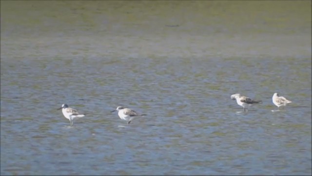 Common Greenshank - ML229212741