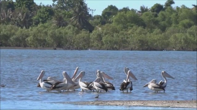 pelikán australský - ML229212751