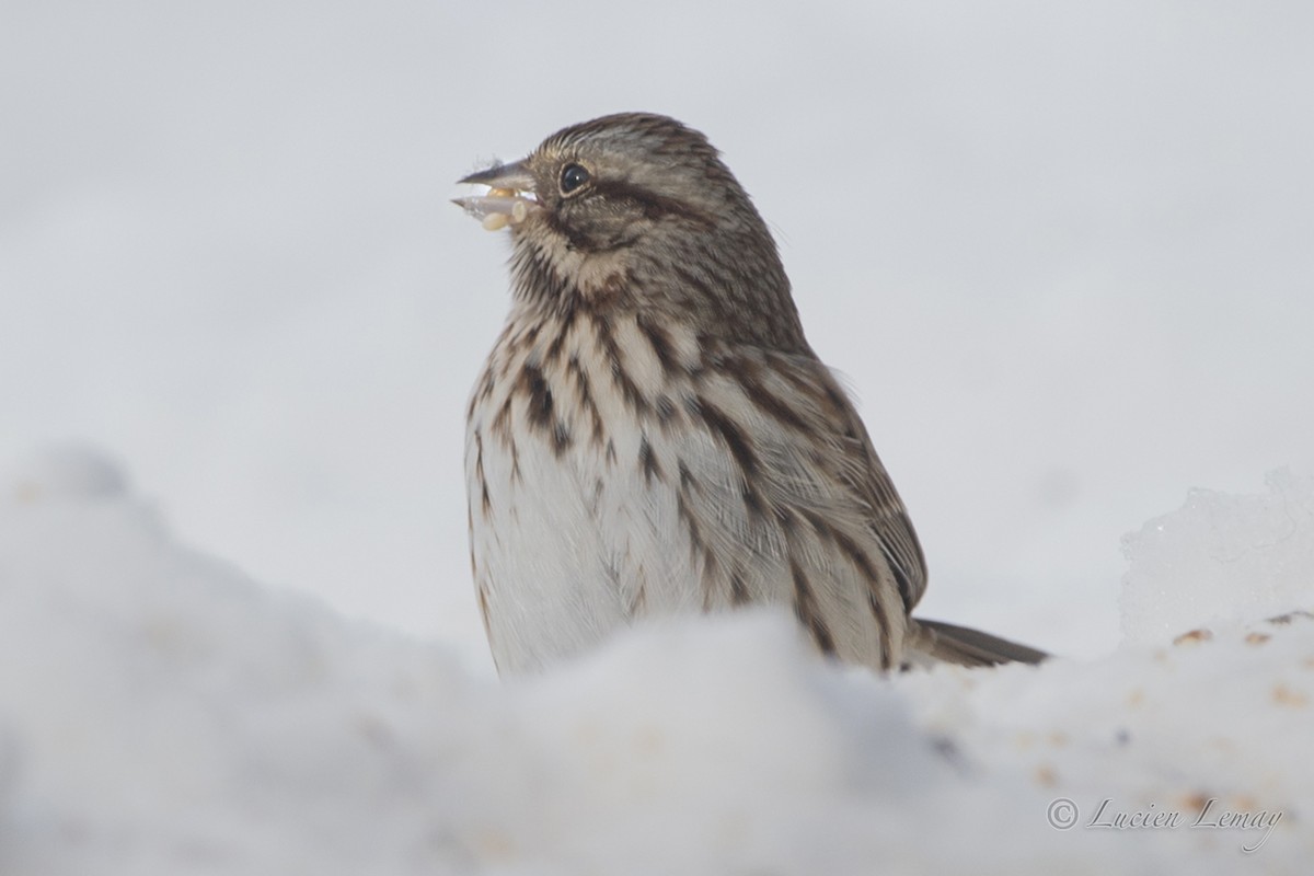 Song Sparrow - Lucien Lemay