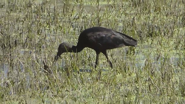 ibis hnědý - ML229212911