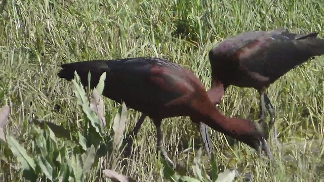ibis hnědý - ML229212921