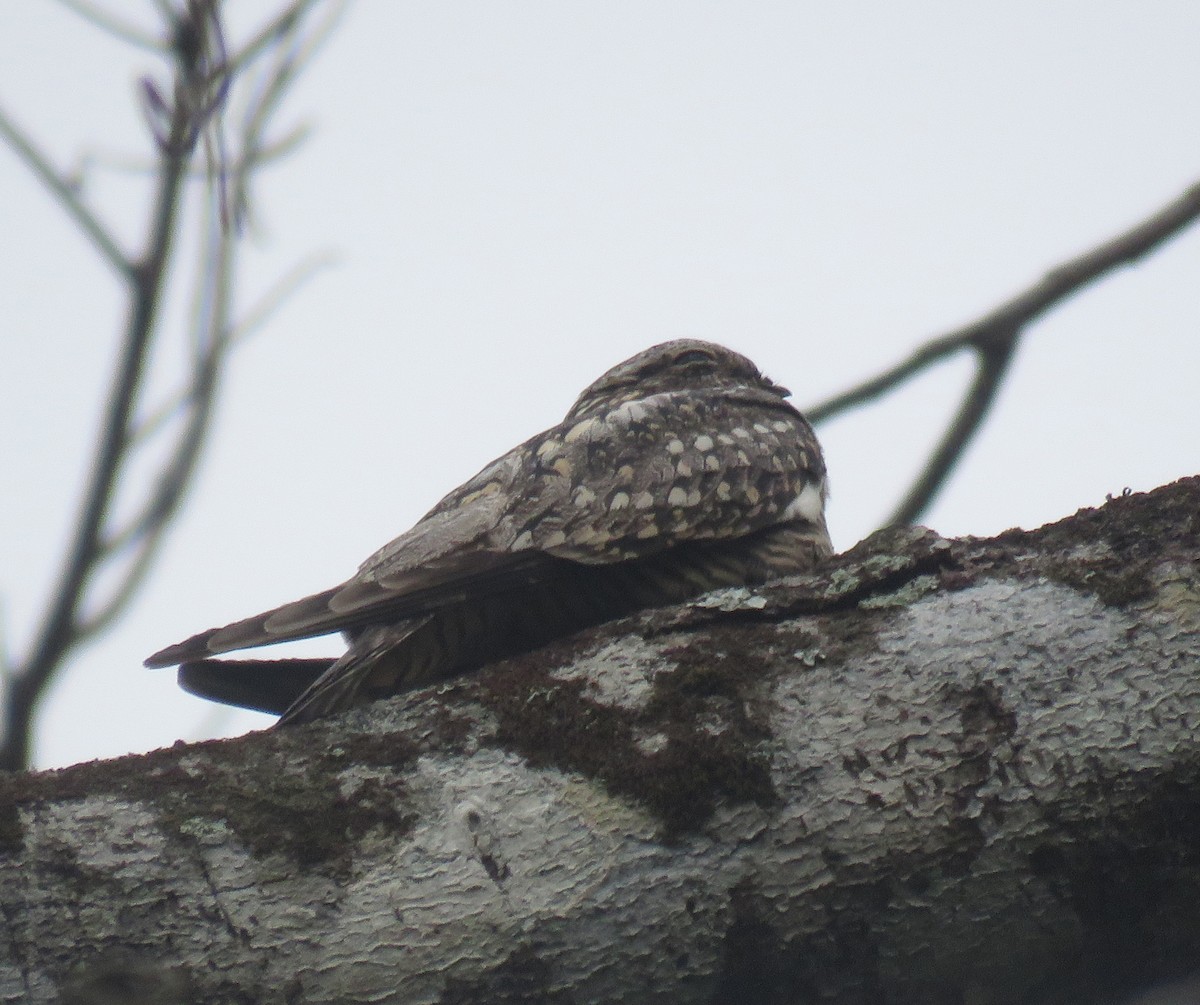 Lesser Nighthawk - ML229213811