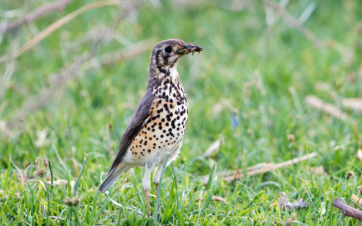 Ethiopian Thrush - ML229215801