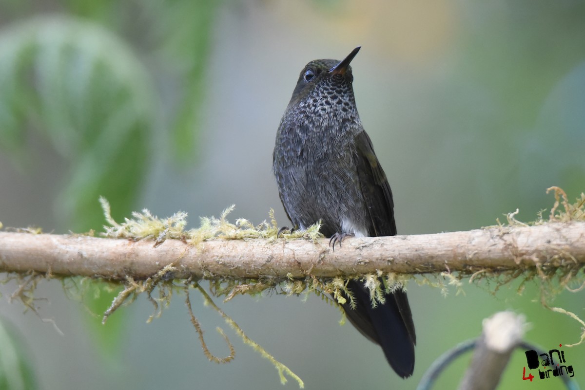 Hoary Puffleg - Daniel López