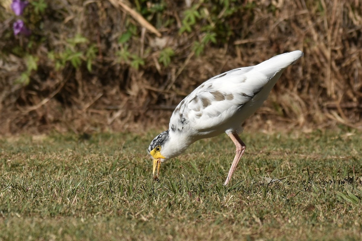 Masked Lapwing - ML229217611