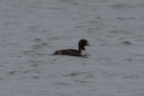 King Eider - Ruth Parrott