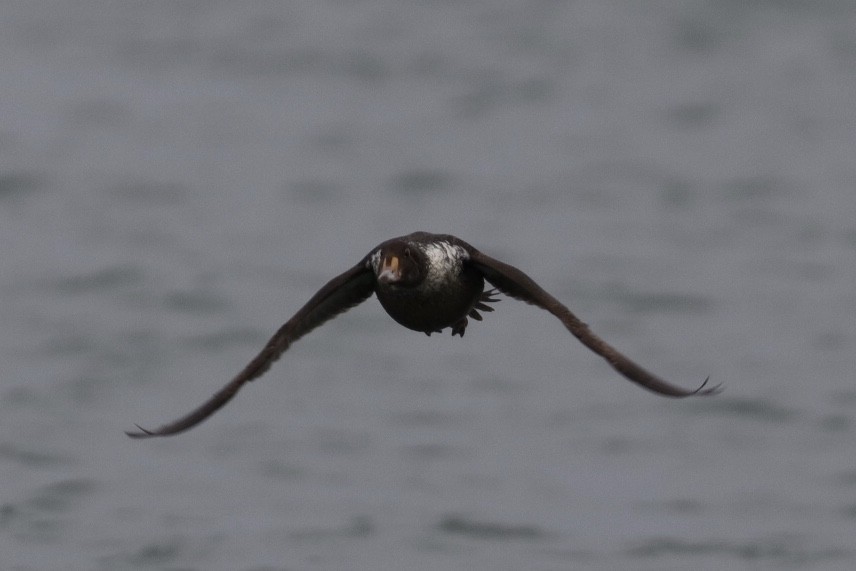 King Eider - Ruth Parrott