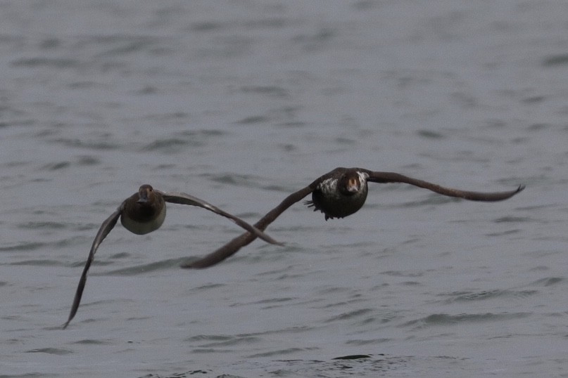 King Eider - Ruth Parrott