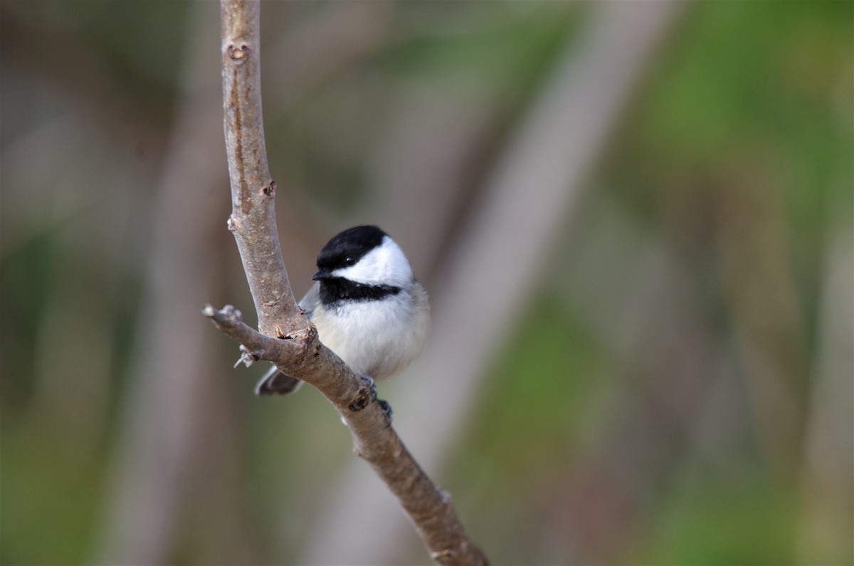 Black-capped Chickadee - ML229218021