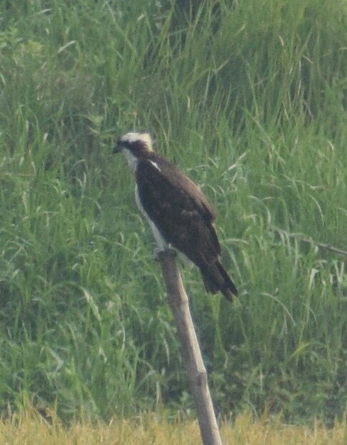 Osprey - ML229219071