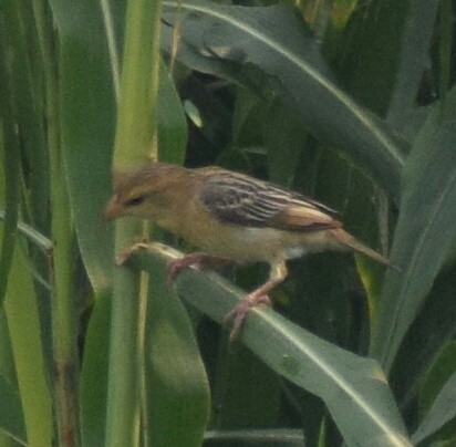 Baya Weaver - ML229219131