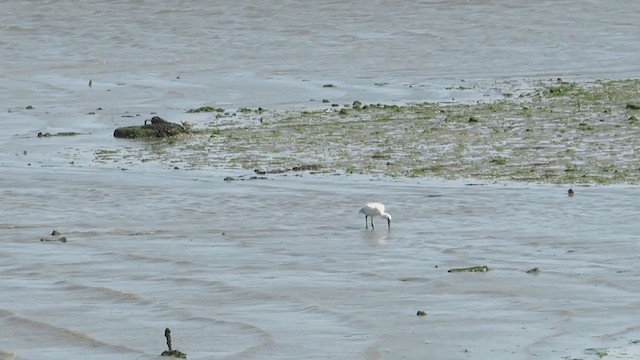 Eurasian Spoonbill - ML229220781