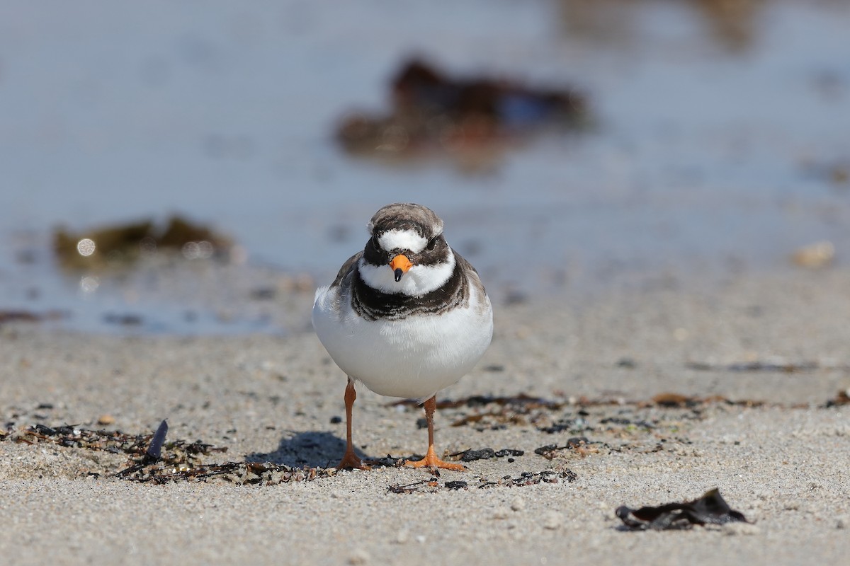Common Ringed Plover - ML229221021