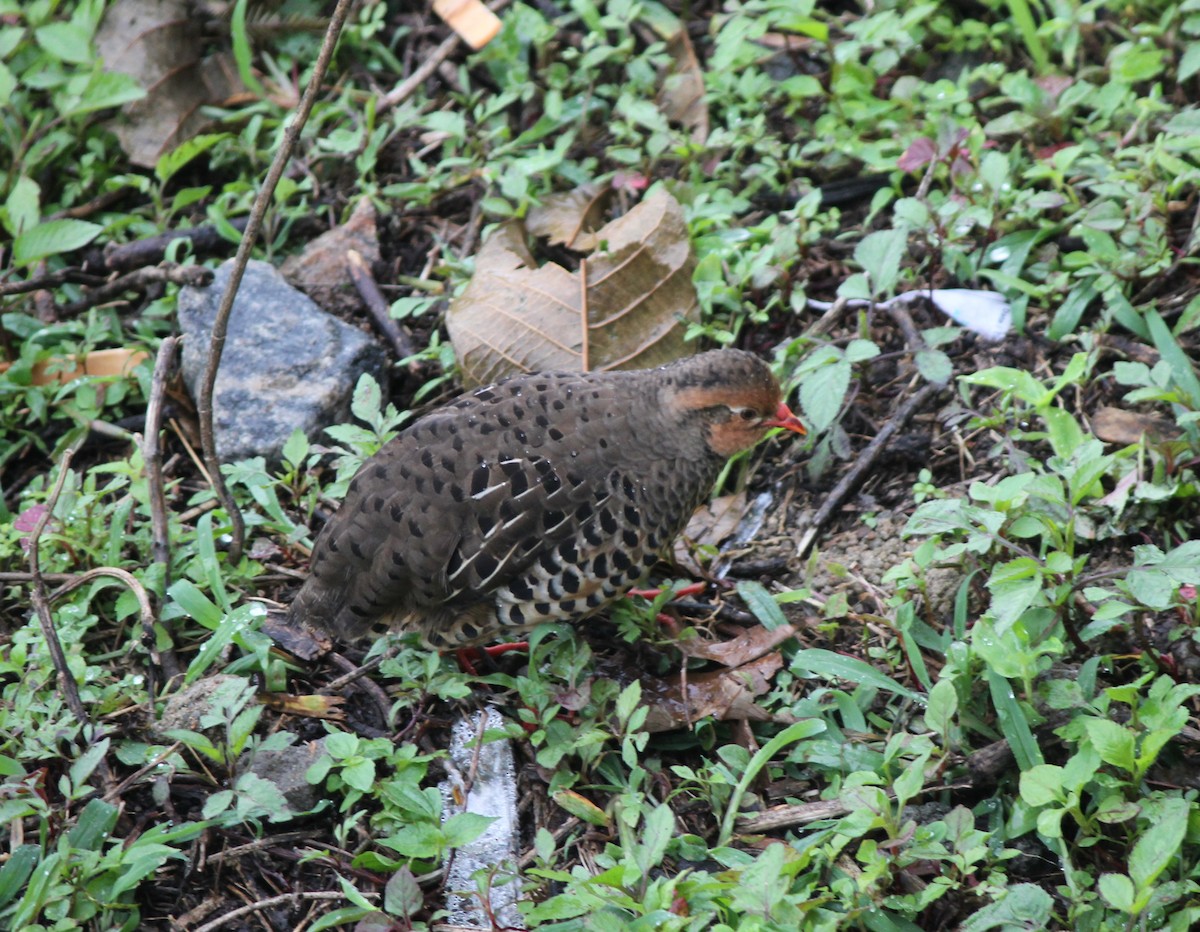 Painted Bush-Quail - ML229222131