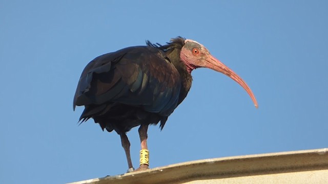 skallet ibis - ML229222321