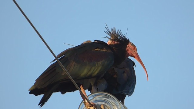 skallet ibis - ML229222371