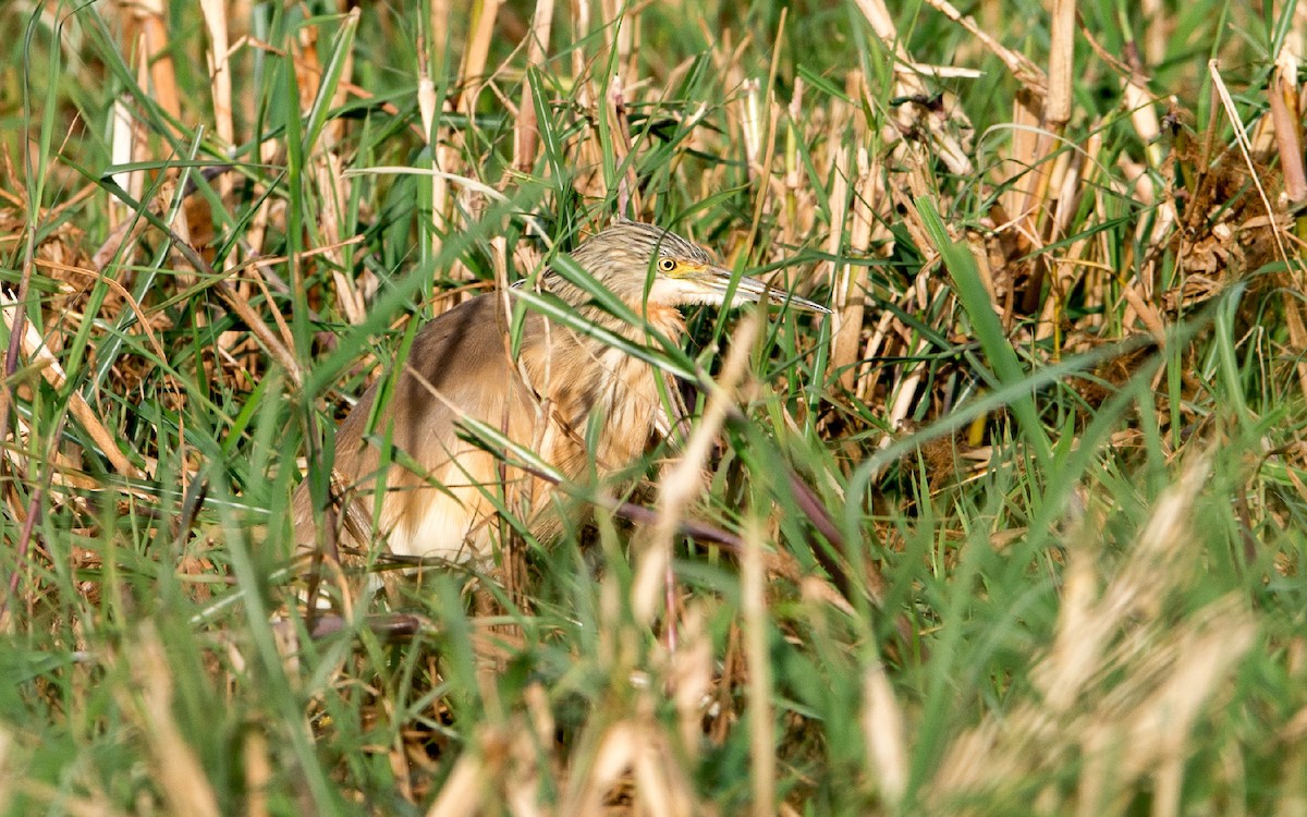 Squacco Heron - ML229222861