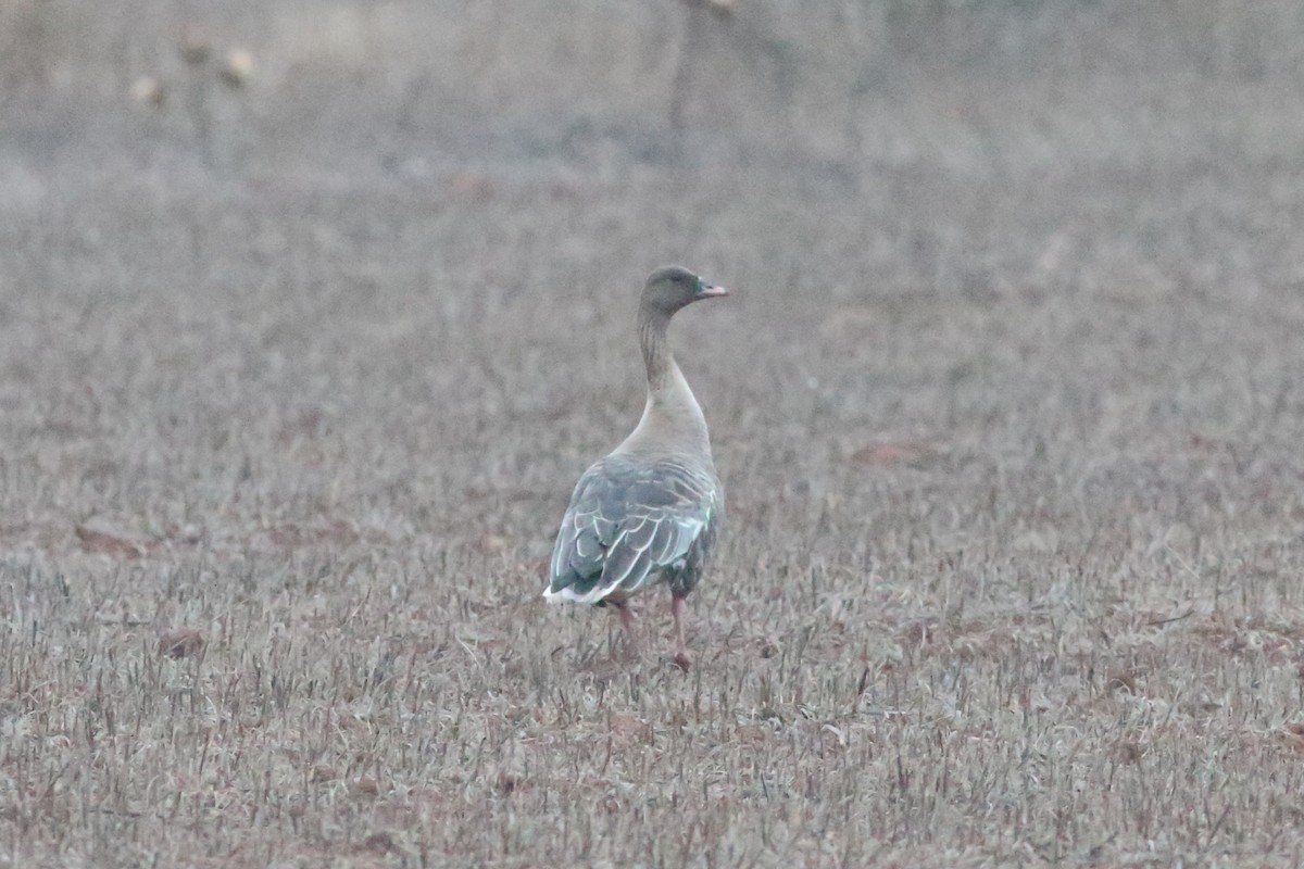 Pink-footed Goose - ML229223201