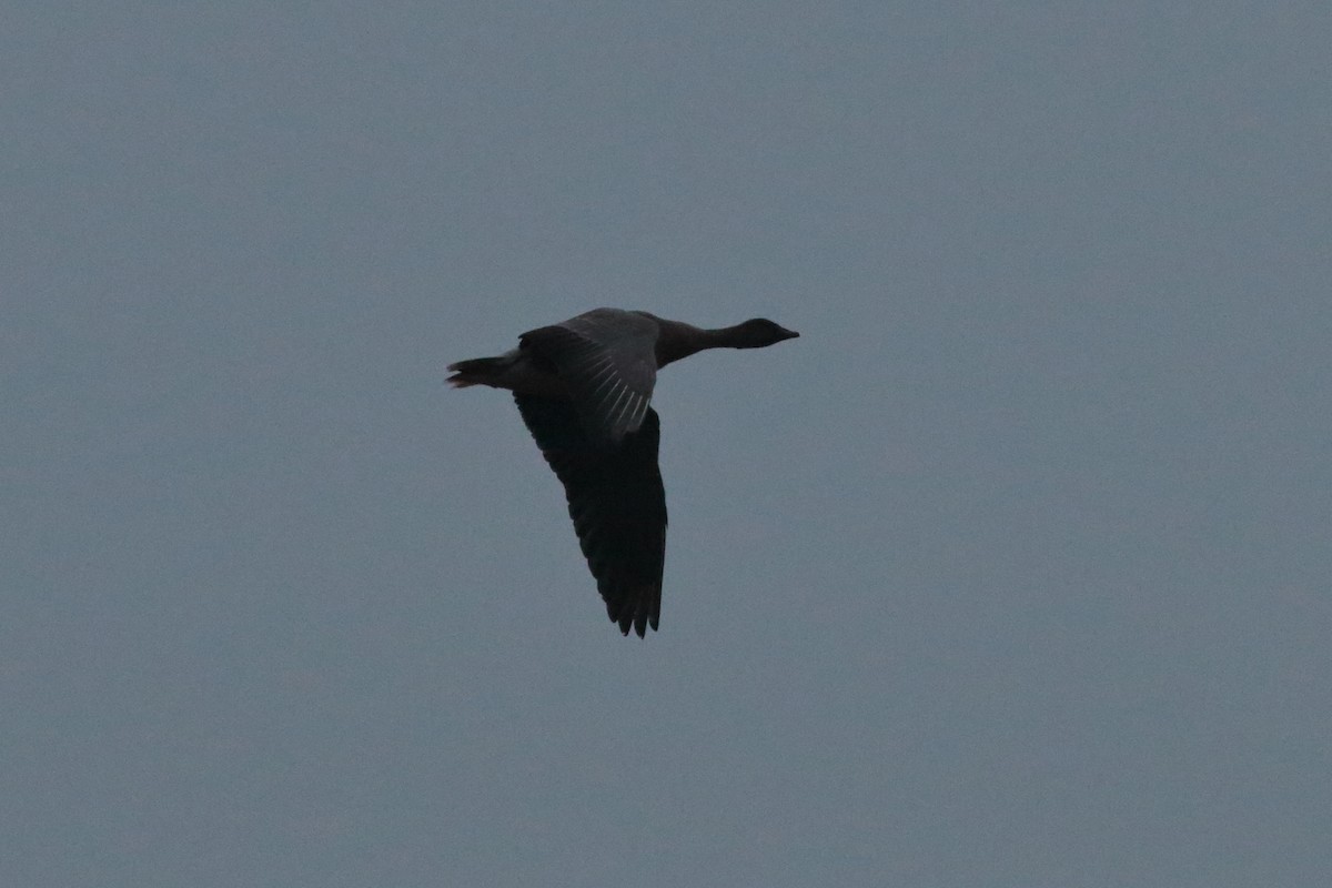 Pink-footed Goose - ML229223471