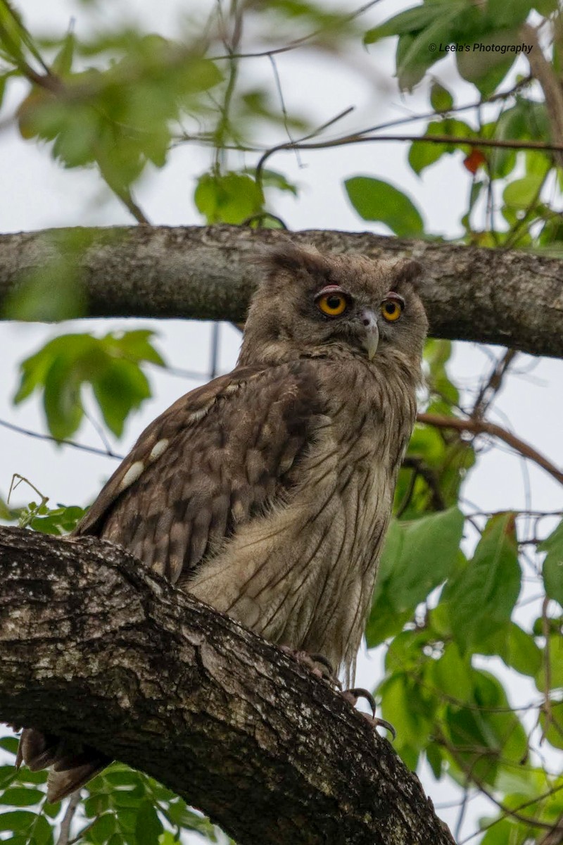 Dusky Eagle-Owl - ML229223771