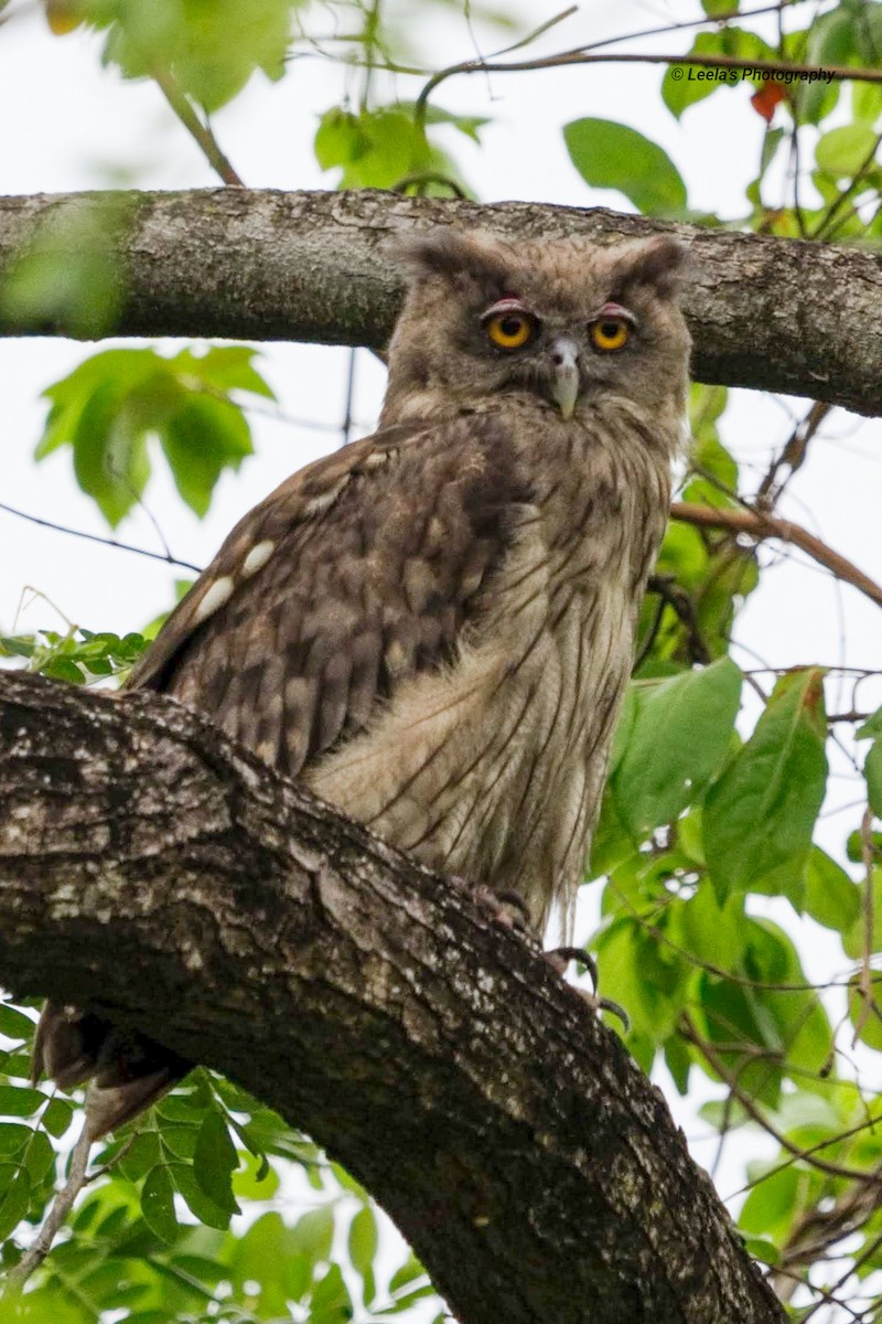 Dusky Eagle-Owl - ML229223791