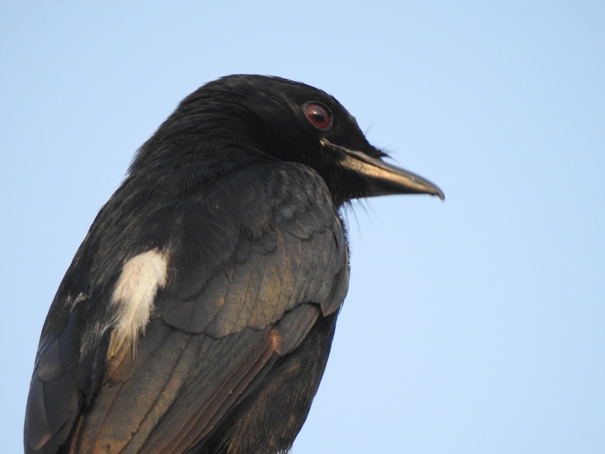 Königsdrongo - ML229224431