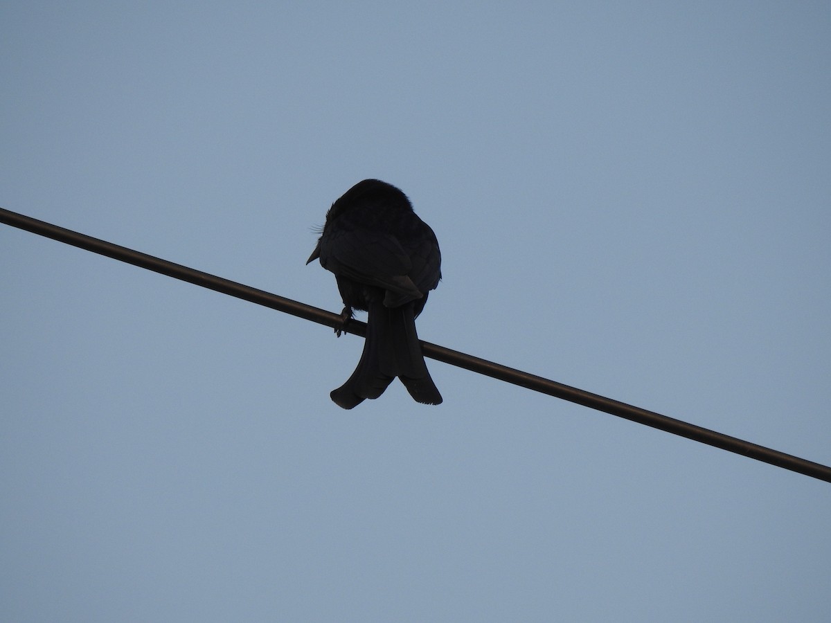 Königsdrongo - ML229224501