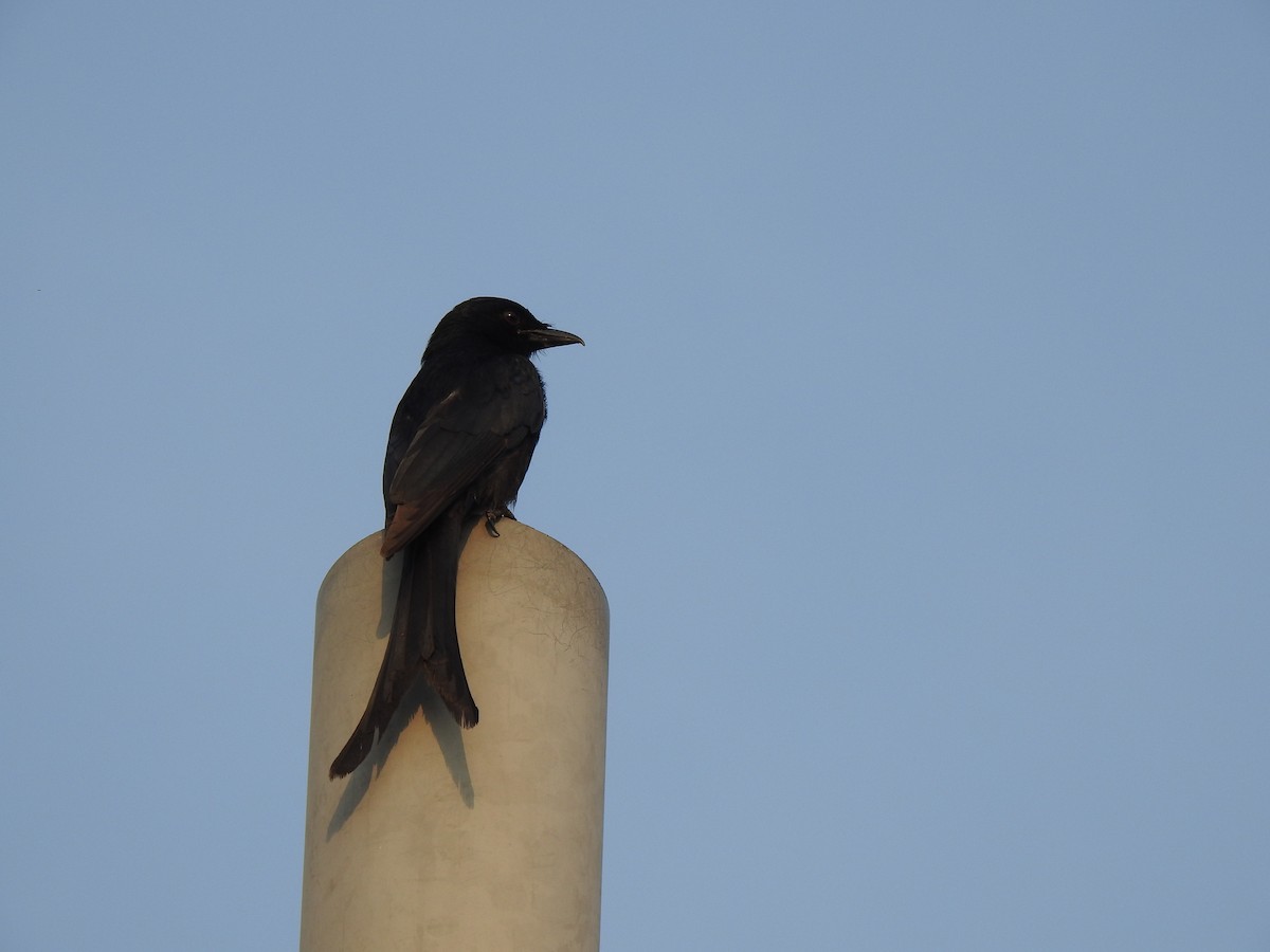 Königsdrongo - ML229224671