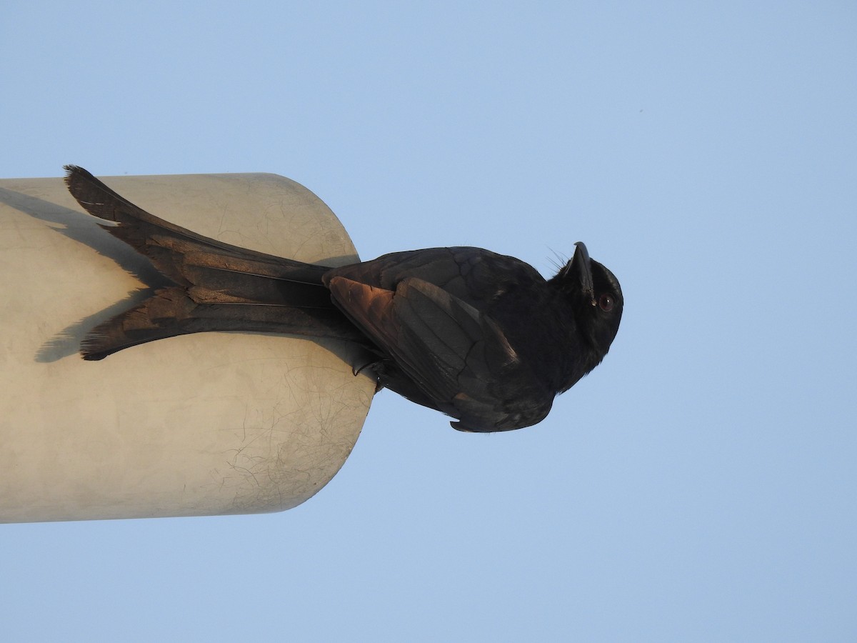 Königsdrongo - ML229224691