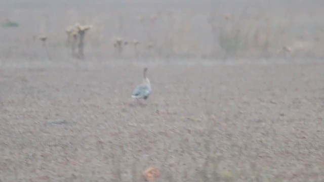 Pink-footed Goose - ML229224721