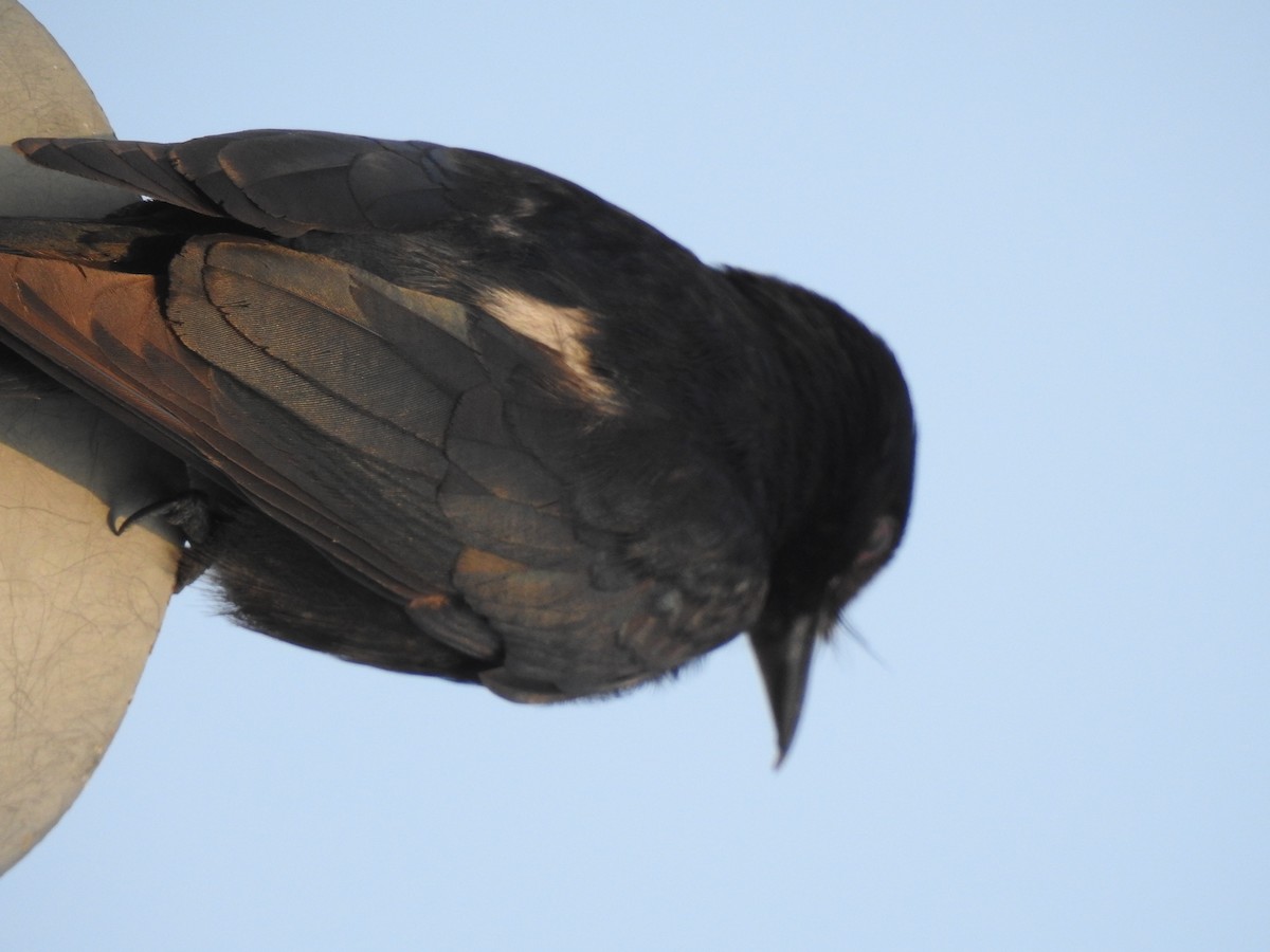 Königsdrongo - ML229224781