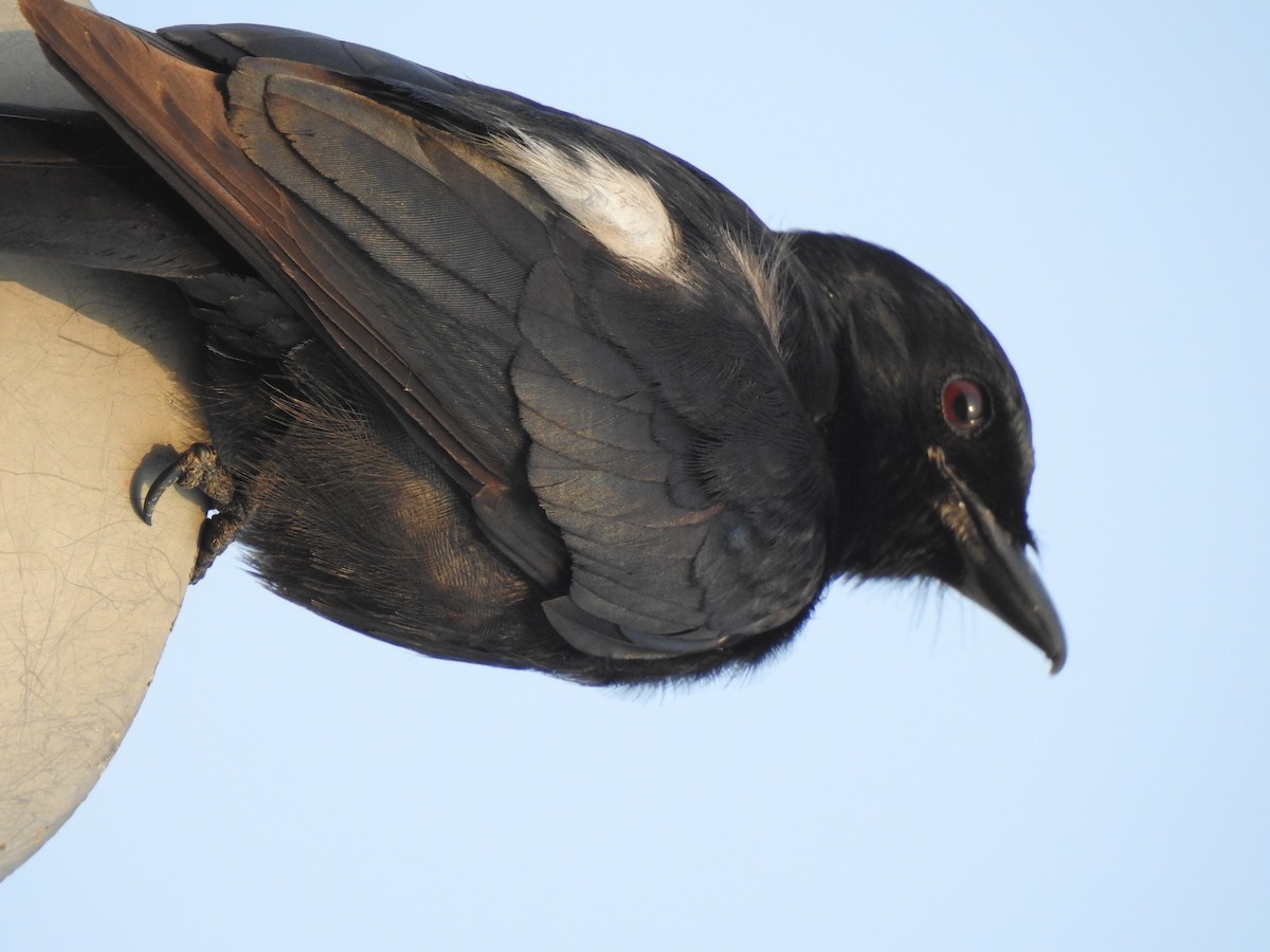 Königsdrongo - ML229224861