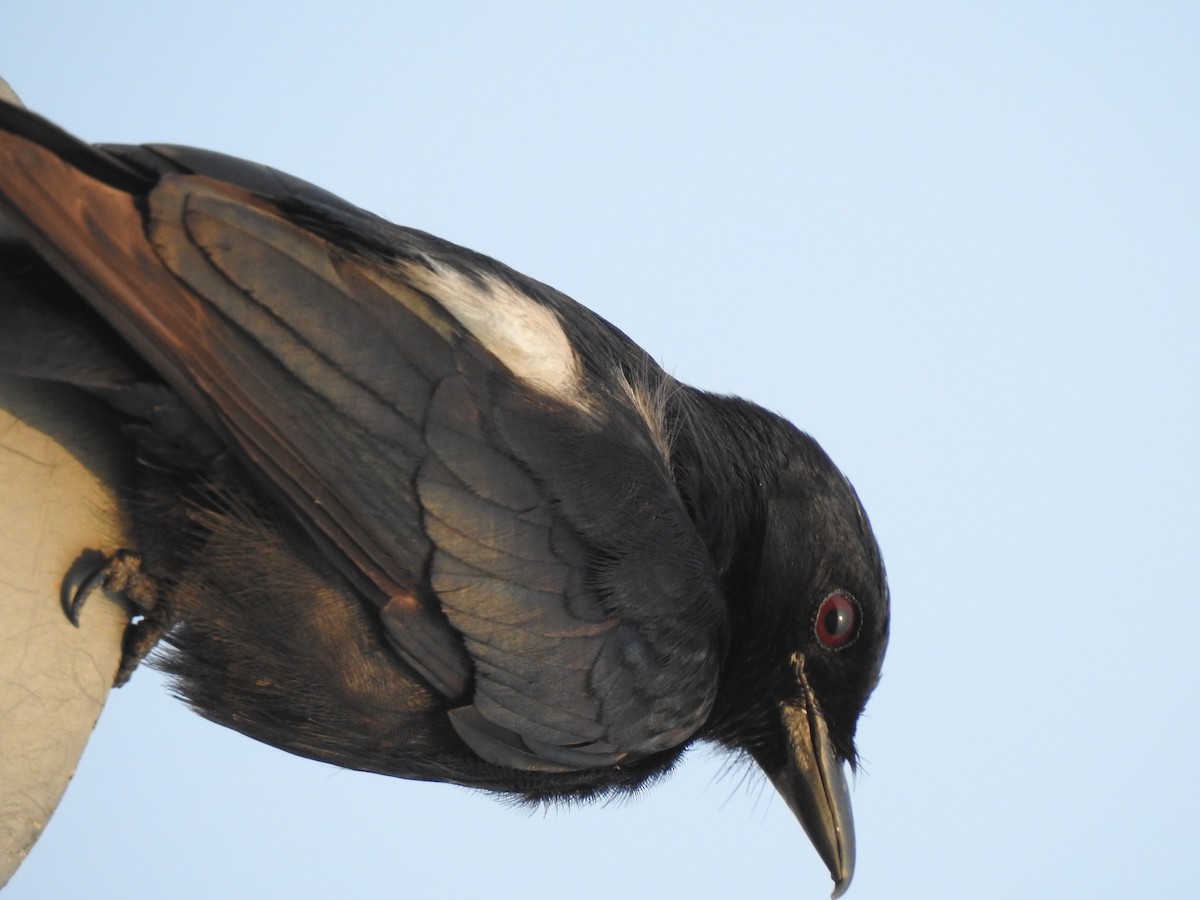 Königsdrongo - ML229224941