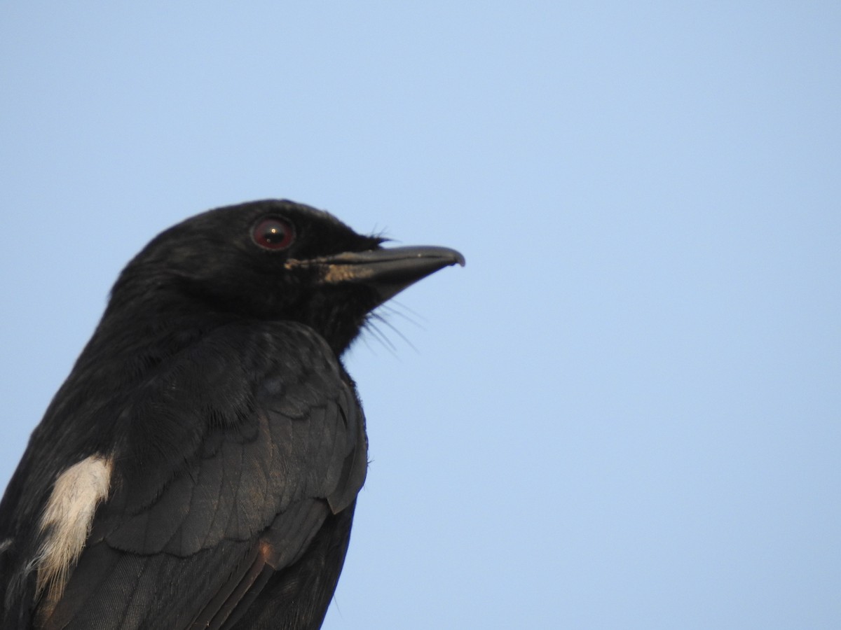 Königsdrongo - ML229225011