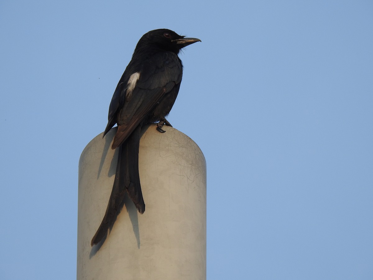 Königsdrongo - ML229225031