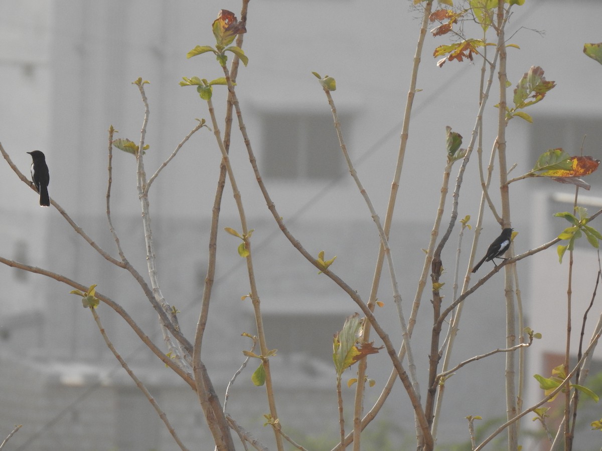 Dajalschama - ML229225071