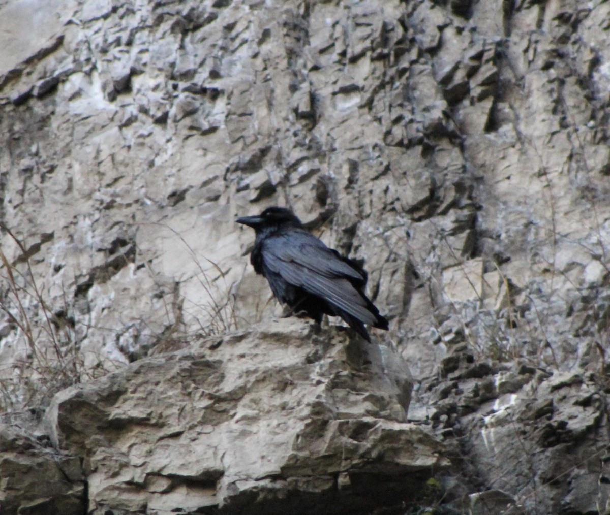 Common Raven - ML229226651