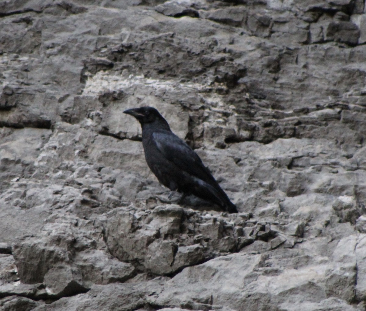 Common Raven - ML229226671