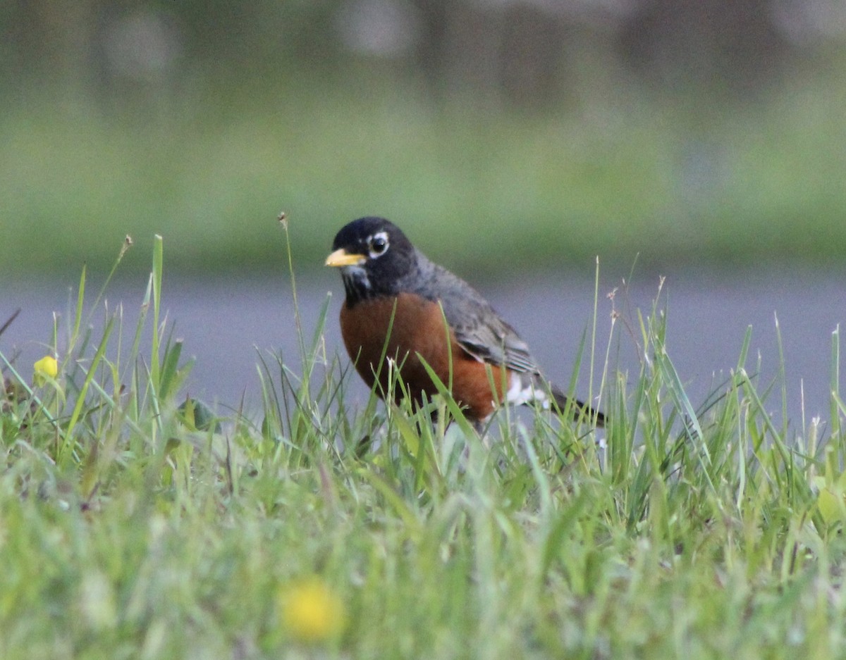 American Robin - ML229226731