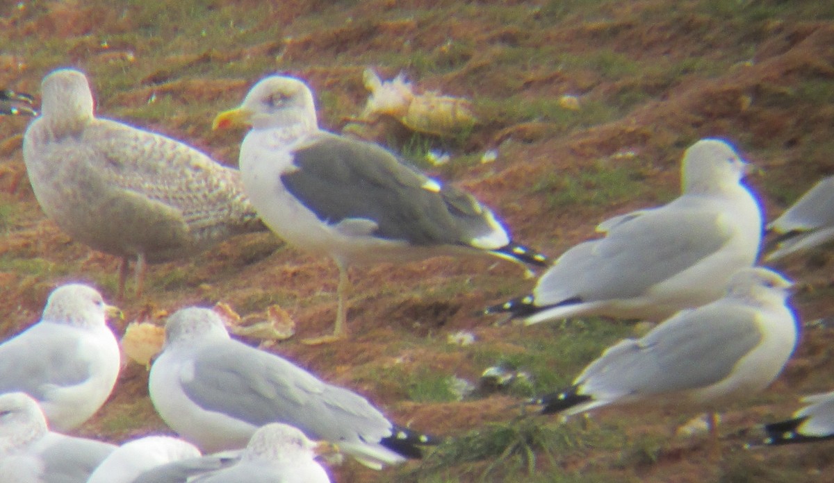Lesser Black-backed Gull (graellsii) - ML22922931