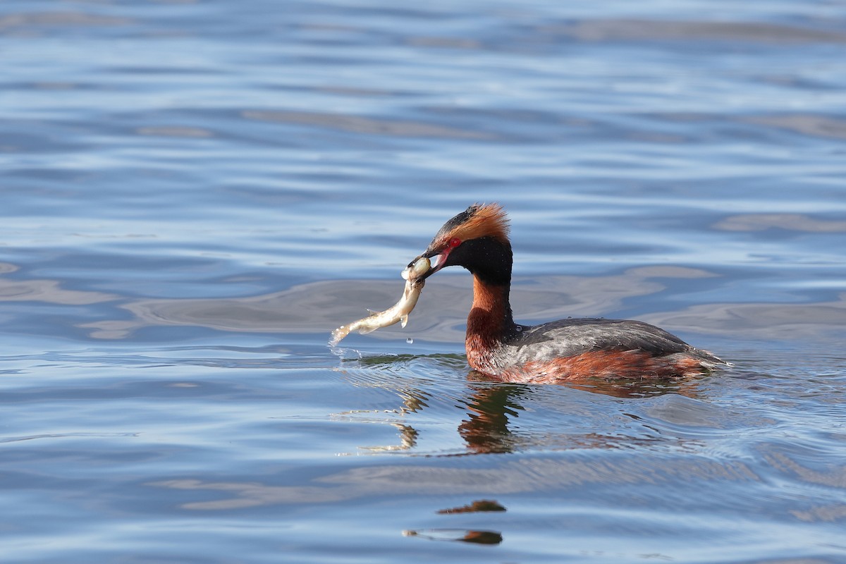 Horned Grebe - ML229230751