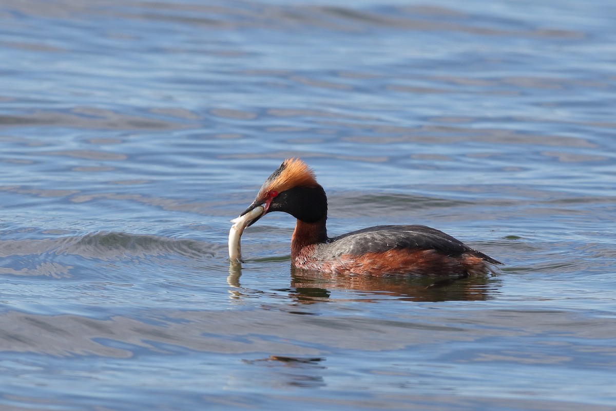 Horned Grebe - ML229231091