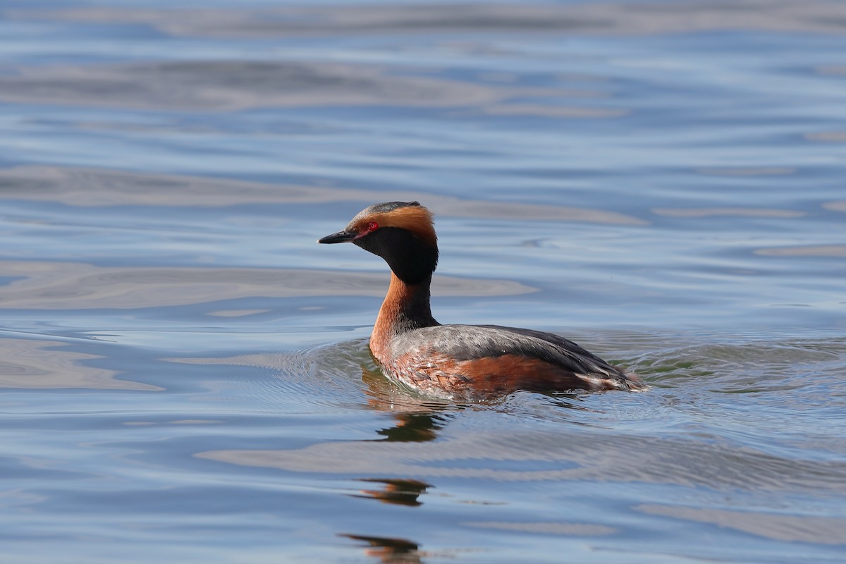 Horned Grebe - Holger Teichmann