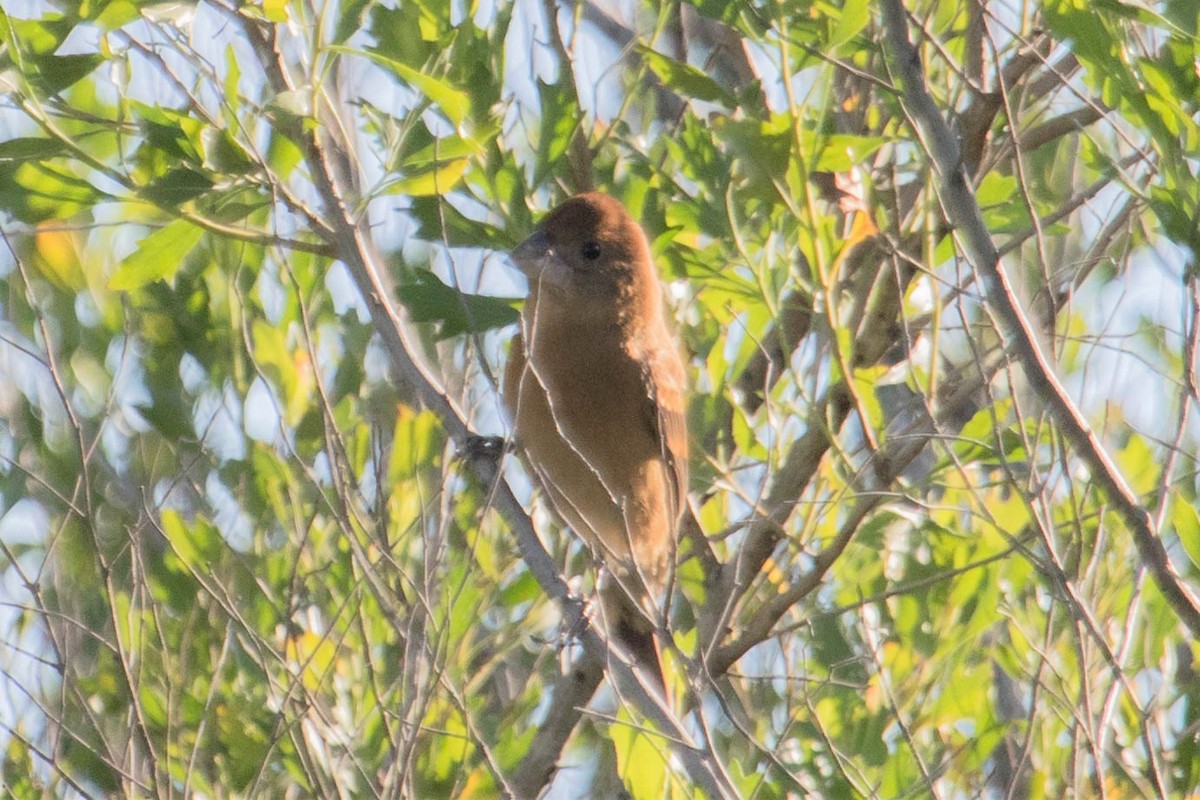 Blue Grosbeak - ML229231631