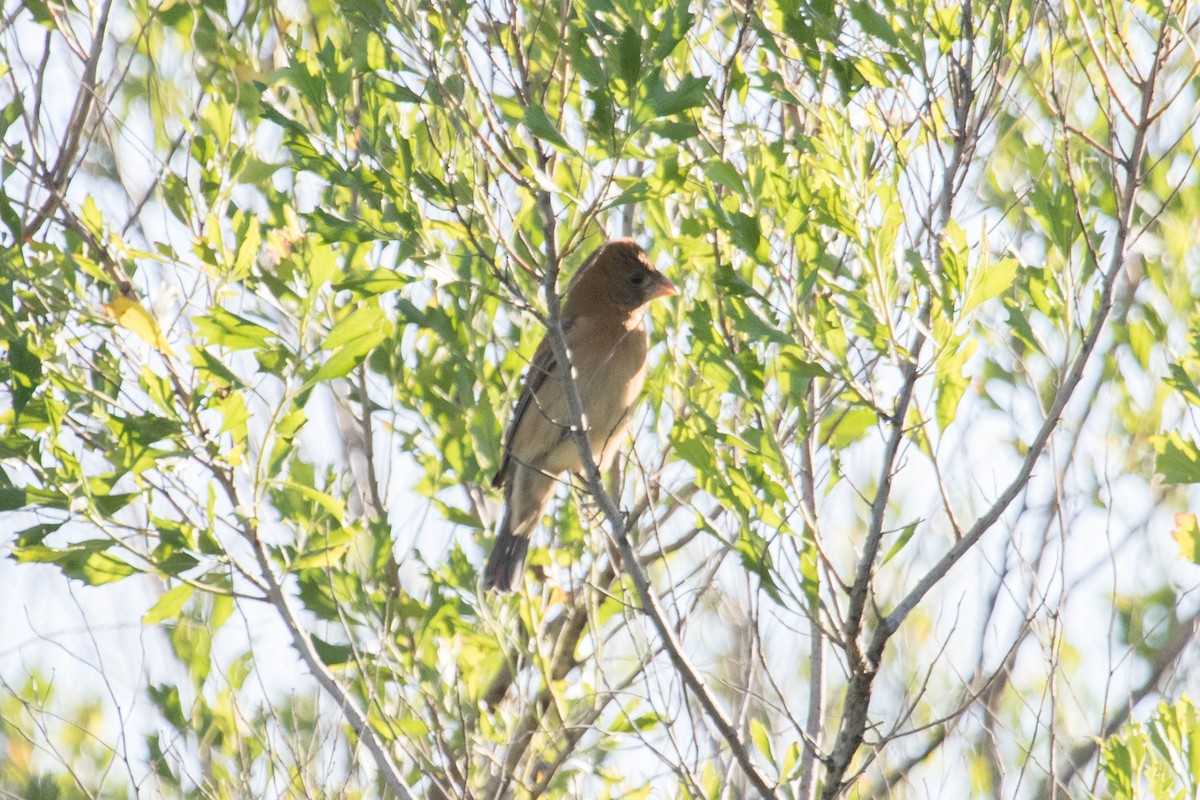 Blue Grosbeak - ML229231641