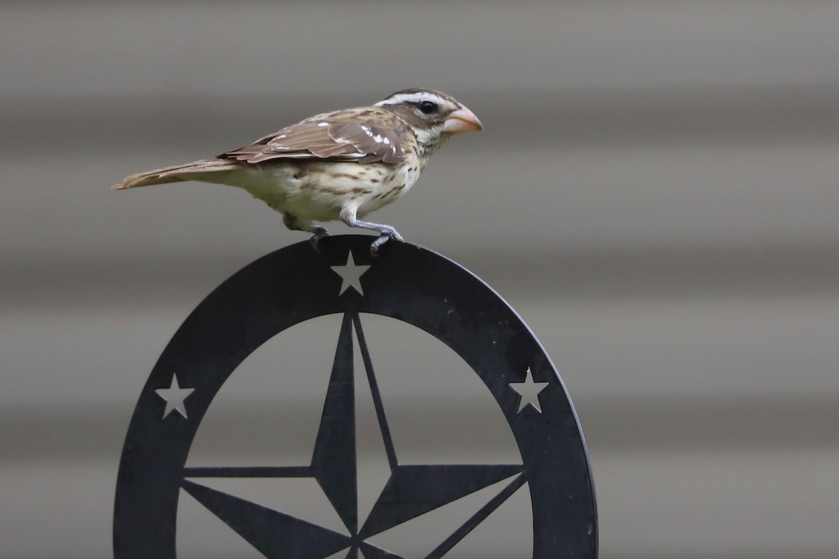 Rose-breasted Grosbeak - Rob Bielawski