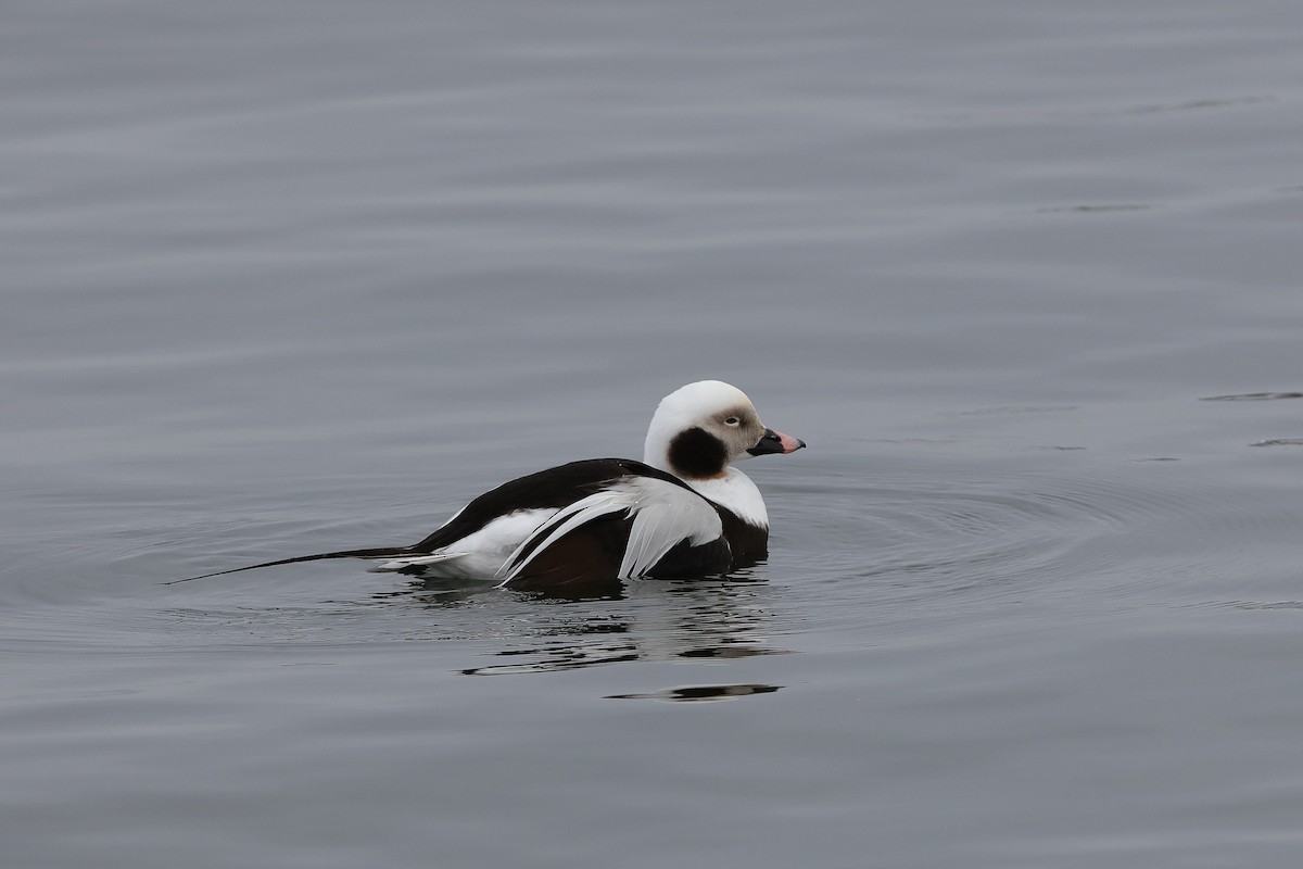 コオリガモ - ML229232751